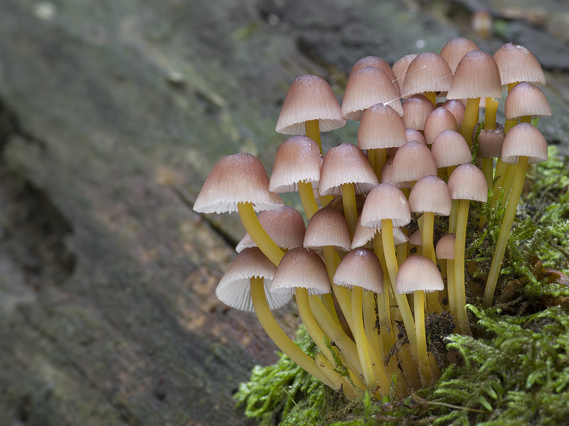 Mycena renati